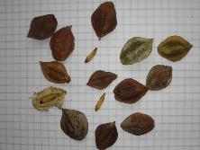 Frutos y semillas de palo amarillo (<i>Terminalia australis</i>)<br>Foto: Gastón